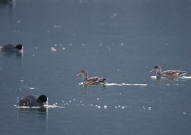 Canard chipeau  - Horand Maier