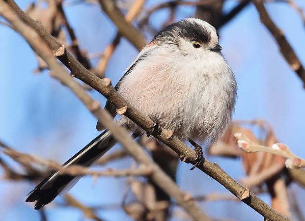 Codibugnolo  - Horand Maier