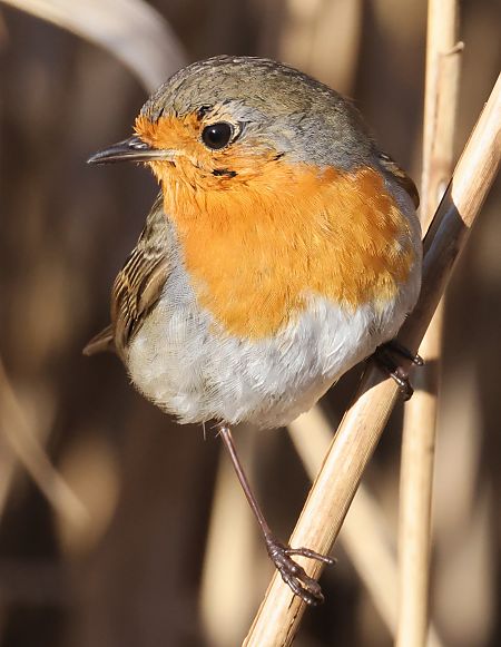 Pettirosso  - Horand Maier