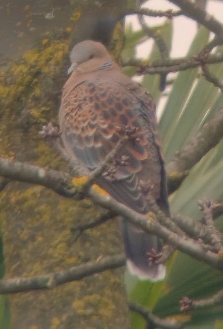 Tortora orientale  - Michael Bokämper