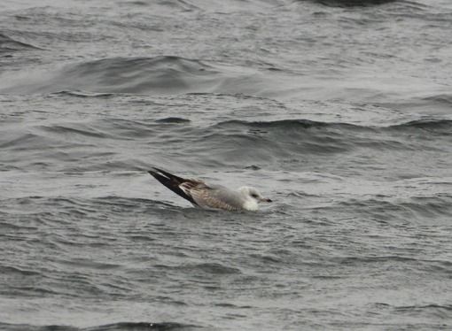 Gavina  - Fabio Saporetti