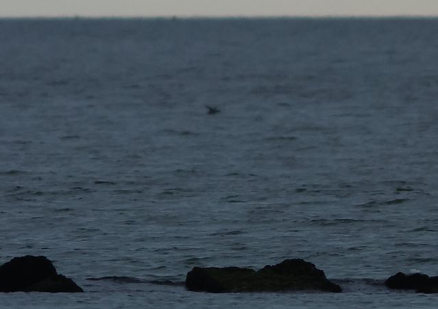 Orchetto marino  - Marco Pantalone