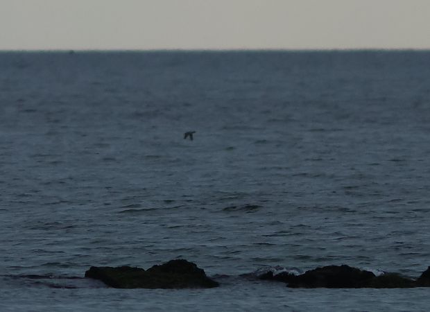 Orchetto marino  - Marco Pantalone