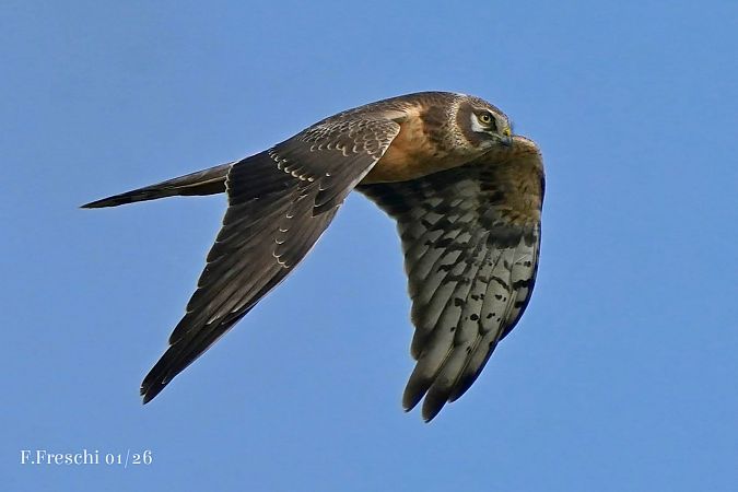 Albanella pallida  - Anonimo