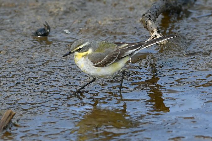 Cutrettola del Pacifico  - Riccardo Molajoli