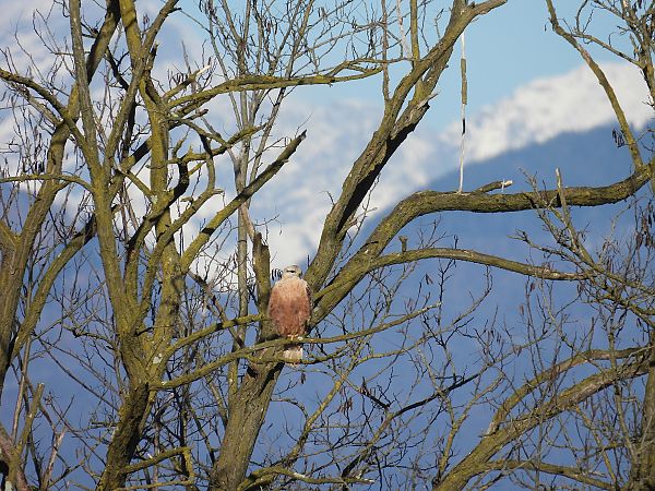 Poiana codabianca  - Massimino Luigi Brigo