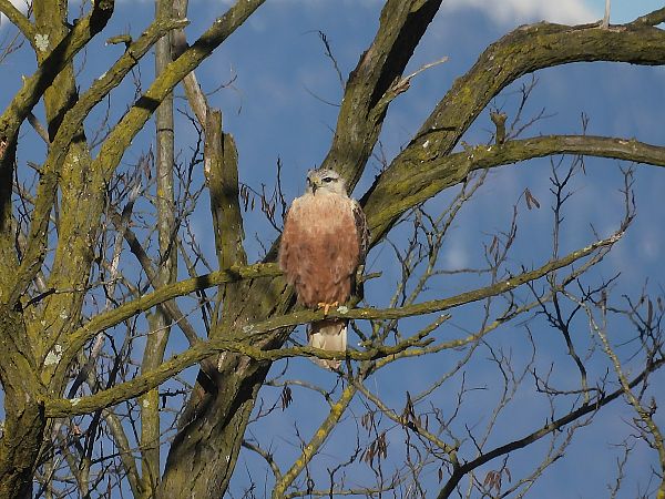 Poiana codabianca  - Massimino Luigi Brigo