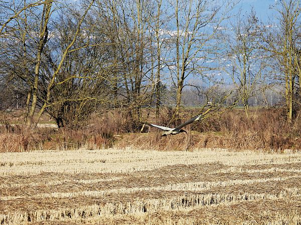 Ibis sacro  - Massimino Luigi Brigo