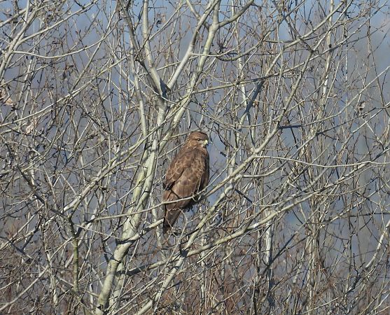 Poiana  - Massimino Luigi Brigo