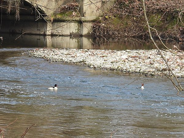 Smergo maggiore  - Massimino Luigi Brigo
