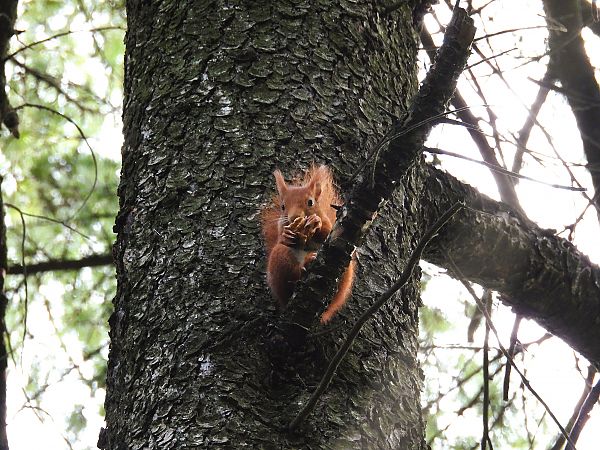 Scoiattolo comune europeo  - Massimino Luigi Brigo