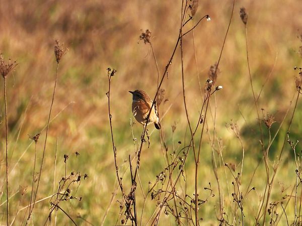 Saltimpalo comune  - Massimino Luigi Brigo