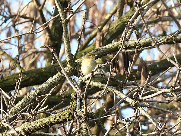 Luì piccolo  - Massimino Luigi Brigo
