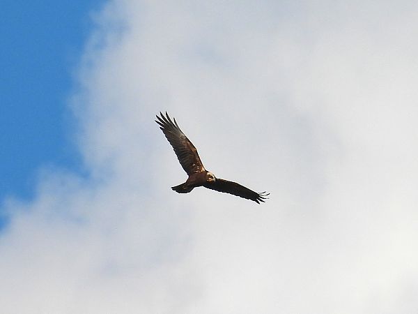 Falco di palude  - Massimino Luigi Brigo