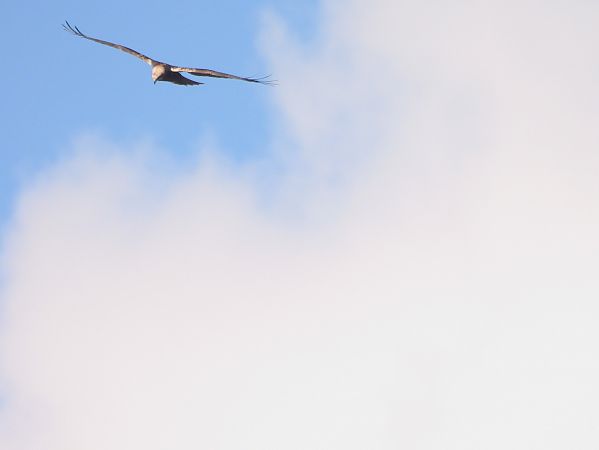 Falco di palude  - Massimino Luigi Brigo