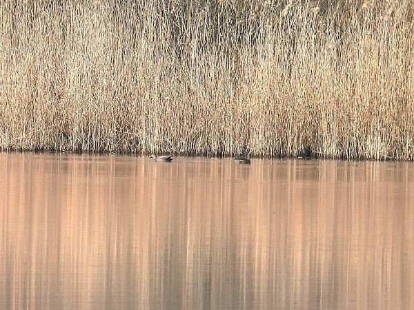 Canapiglia  - Massimino Luigi Brigo