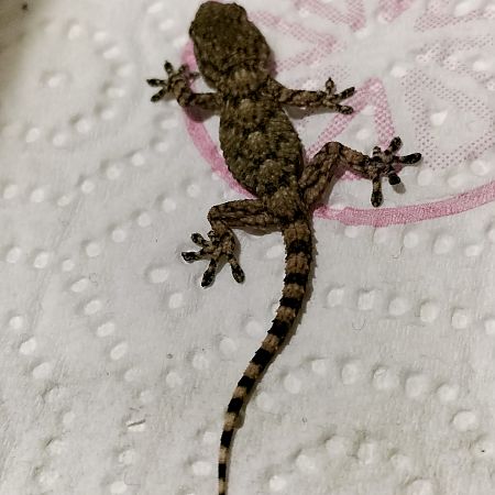 Geco comune  - Anonimo