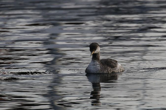 Svasso collorosso  - Giuliana Pirotta