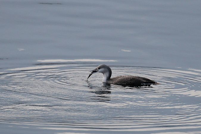 Strolaga minore  - Giuliana Pirotta