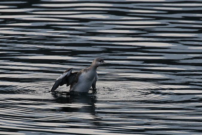 Strolaga minore  - Giuliana Pirotta