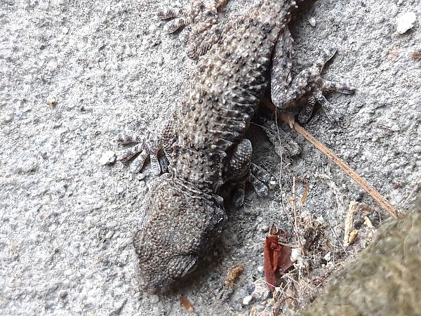 Geco comune  - Michel Zanata