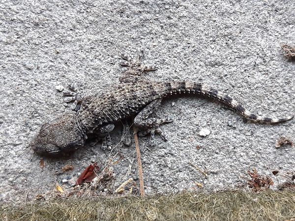 Geco comune  - Michel Zanata