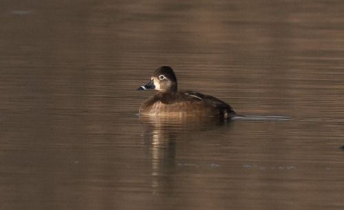 Moretta dal collare  - Franco Salvini