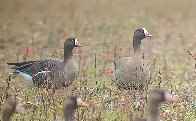 Oca lombardella minore  - Franco Salvini