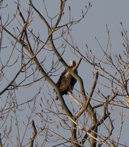 Aquila di mare  - Franco Salvini