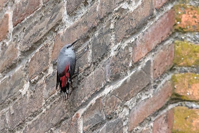 Picchio muraiolo  - Lorenzo Maffezzoli