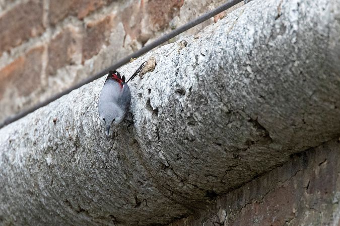 Picchio muraiolo  - Lorenzo Maffezzoli
