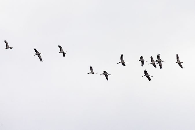 Gru  - Lorenzo Maffezzoli