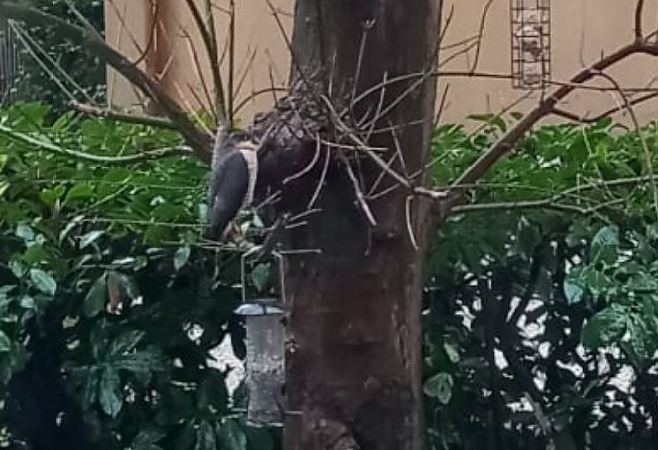 Sparviere  - Lorenzo Maffezzoli