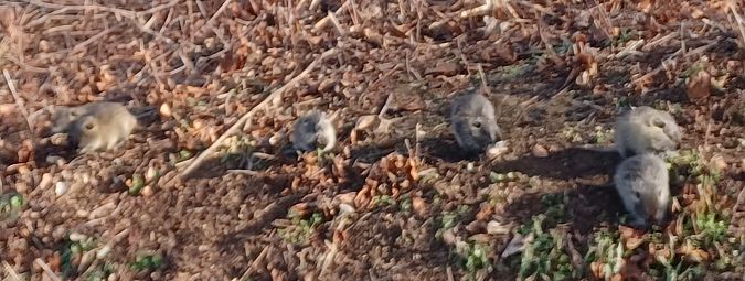 Nutria  - Leonardo Mostini