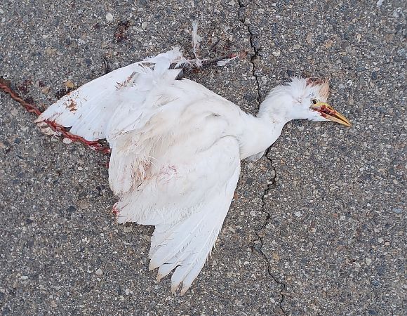 Airone guardabuoi  - Leonardo Mostini