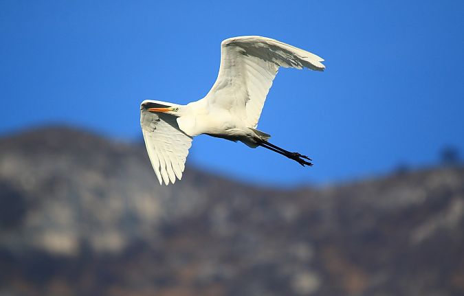 Airone bianco  - Pietro Arienti