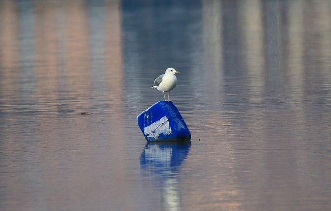 Gavina  - Pietro Arienti