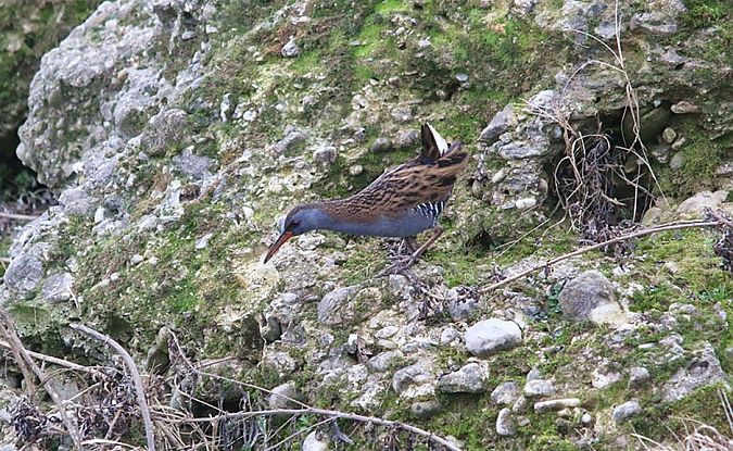 Porciglione  - Pietro Arienti