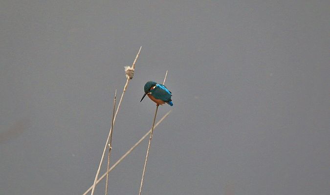 Martin pescatore  - Pietro Arienti