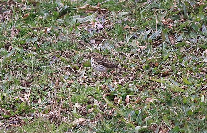 Wiesenpieper  - Pietro Arienti