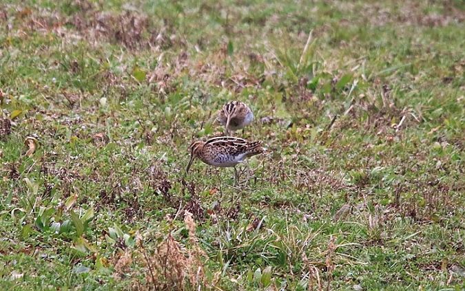 Beccaccino  - Pietro Arienti