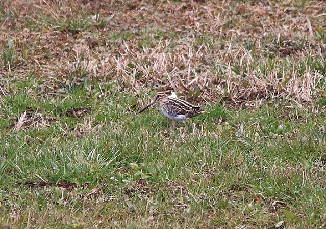 Beccaccino  - Pietro Arienti