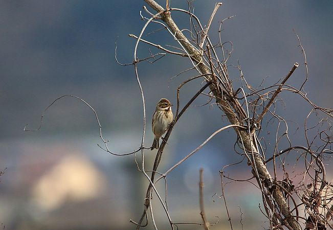 Rohrammer  - Pietro Arienti