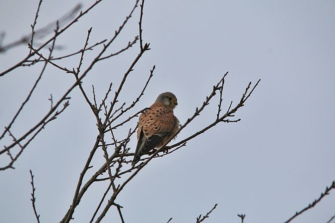 Gheppio  - Pietro Arienti