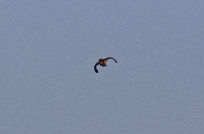 Beccaccia  - Pietro Arienti