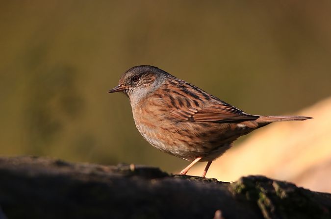 Passera scopaiola  - Pietro Arienti
