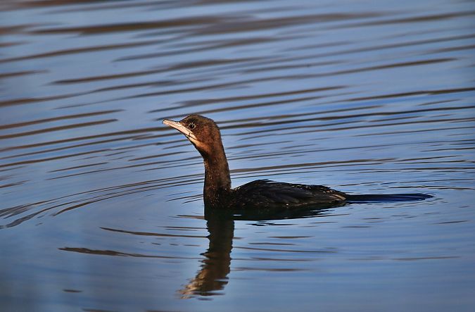 Marangone minore  - Pietro Arienti