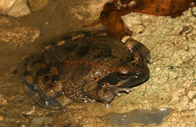 Rana appenninica  - Rémi Fonters