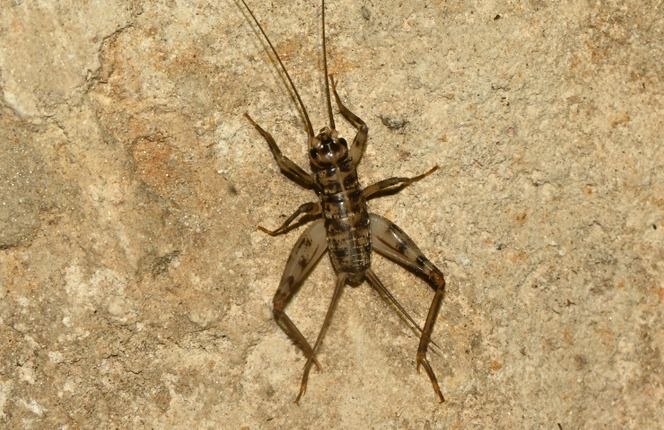 Gryllomorpha dalmatina  - Rémi Fonters