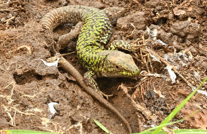 Lucertola campestre  - Rémi Fonters